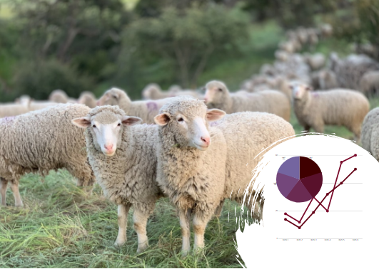Бізнес-план розведення овець в Україні: рентабельність вже позитивна, а ніші ще вільні